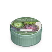 Kringle Candle Succulents ароматна свещ ароматна свещ (42 g)